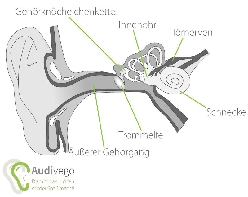 Wie funktioniert das menschliche Gehör? Psychoakustik